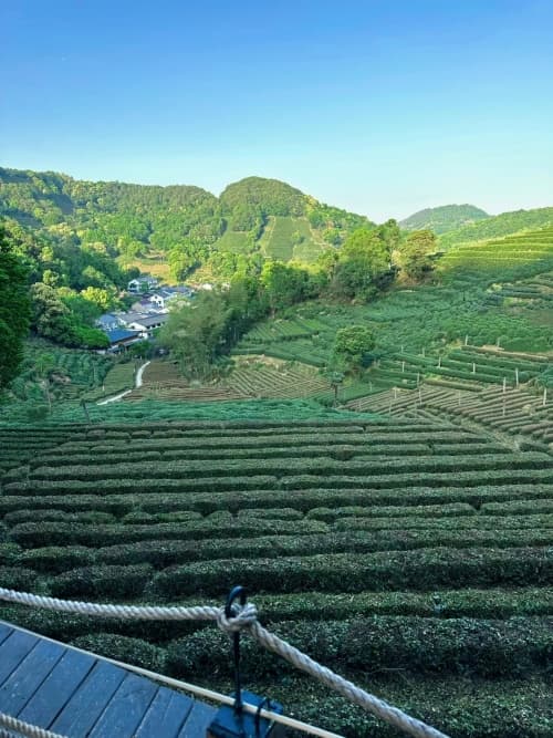 白牡丹